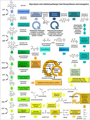 Metabolic Reprogramming in Glioma